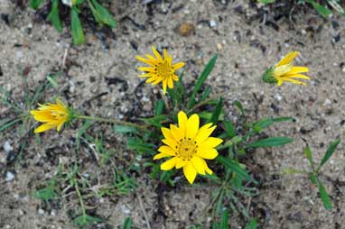 APII jpeg image of Gazania linearis  © contact APII