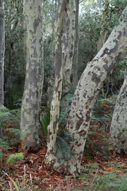 APII jpeg image of Corymbia maculata  © contact APII