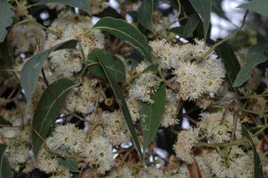 APII jpeg image of Eucalyptus tindalei  © contact APII