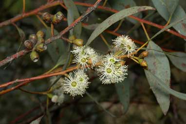 APII jpeg image of Eucalyptus dumosa  © contact APII