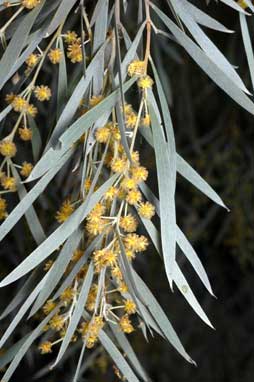 APII jpeg image of Acacia pendula  © contact APII