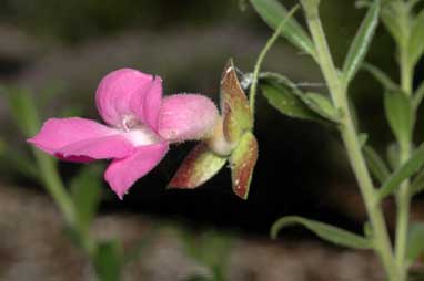 APII jpeg image of Eremophila georgei  © contact APII