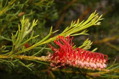 APII jpeg image of Grevillea fastigiata  © contact APII