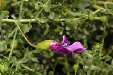 APII jpeg image of Eremophila macdonnellii  © contact APII