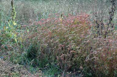 APII jpeg image of Euphorbia davidii  © contact APII