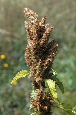 APII jpeg image of Amaranthus retroflexus  © contact APII