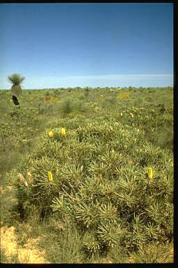 APII jpeg image of Banksia attenuata  © contact APII