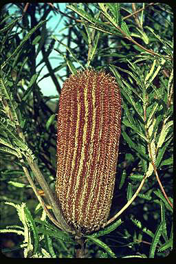 APII jpeg image of Banksia brownii  © contact APII