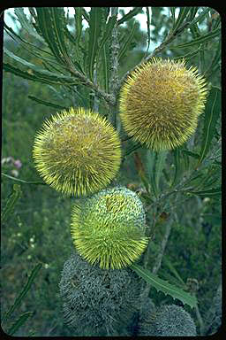 APII jpeg image of Banksia laevigata subsp. laevigata  © contact APII