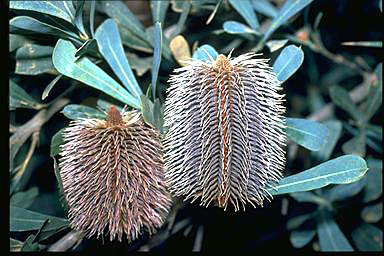 APII jpeg image of Banksia oreophila  © contact APII