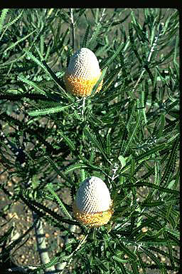 APII jpeg image of Banksia prionotes  © contact APII