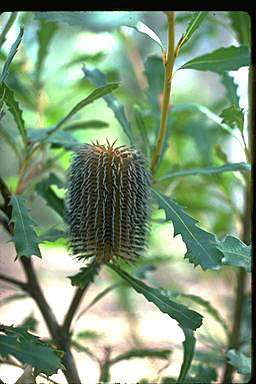 APII jpeg image of Banksia quercifolia  © contact APII