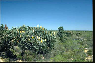 APII jpeg image of Banksia sceptrum  © contact APII