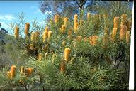 With this foggy bracing weather many flowers are in bud while others such as banksias, grevilleas and wattles are already blooming.  Along Banks Walk, Banksia ‘Birthday Candles’ [Section 174] is a dense dwarf shrub lit with upright golden cylindrical flowers.  Woollsia pungens [Section 174] also resembles candles for its upright branches are dense with small white flowers.