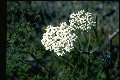 APII jpeg image of Conospermum longifolium  © contact APII