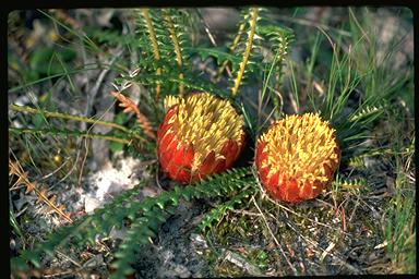 APII jpeg image of Banksia obtusa  © contact APII