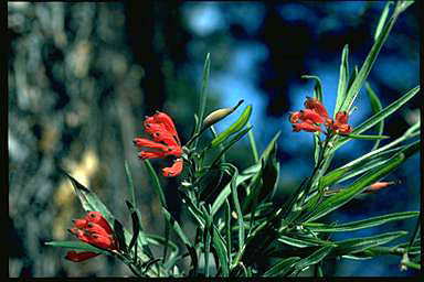 APII jpeg image of Grevillea bronweniae  © contact APII