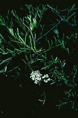 APII jpeg image of Grevillea costata  © contact APII