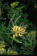 Grevillea dielsiana - click for larger image