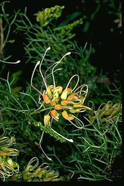 APII jpeg image of Grevillea dielsiana  © contact APII