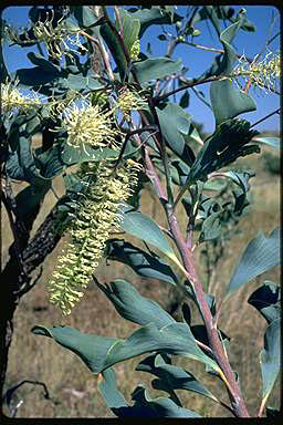 APII jpeg image of Grevillea dimidiata  © contact APII