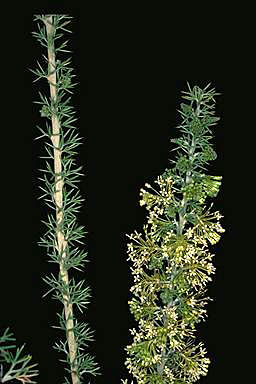 APII jpeg image of Grevillea erinacea  © contact APII