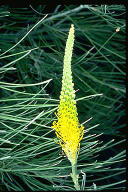 APII jpeg image of Grevillea eriostachya  © contact APII