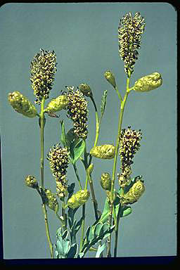 APII jpeg image of Grevillea eryngioides  © contact APII