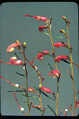 APII jpeg image of Grevillea fulgens  © contact APII