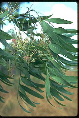 APII jpeg image of Grevillea decurrens  © contact APII