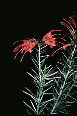 APII jpeg image of Grevillea kennedyana  © contact APII