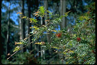 APII jpeg image of Grevillea montis-cole subsp. montis-cole  © contact APII