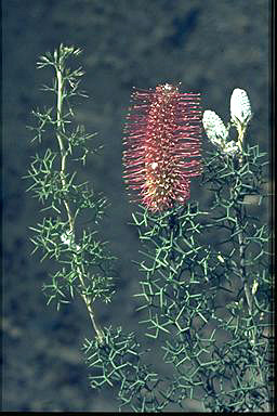 APII jpeg image of Grevillea paradoxa  © contact APII