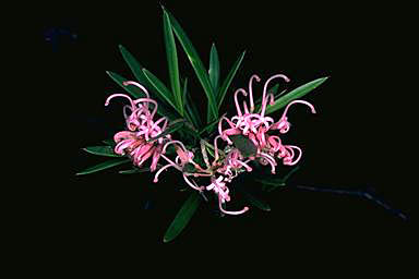 APII jpeg image of Grevillea sericea  © contact APII