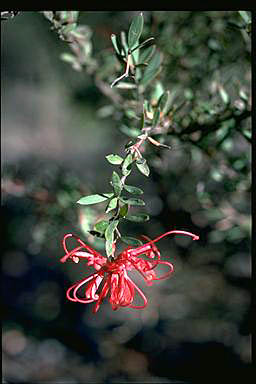 APII jpeg image of Grevillea speciosa  © contact APII