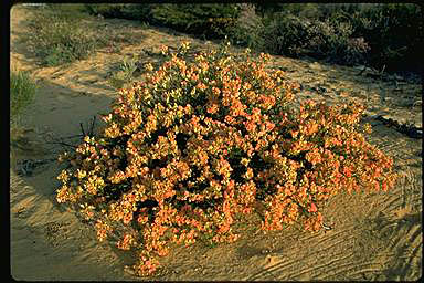 APII jpeg image of Pileanthus peduncularis subsp. peduncularis  © contact APII