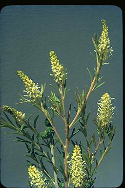 APII jpeg image of Grevillea trachytheca  © contact APII