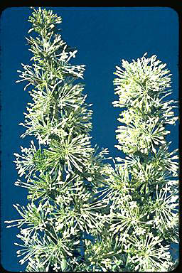 APII jpeg image of Grevillea vestita  © contact APII