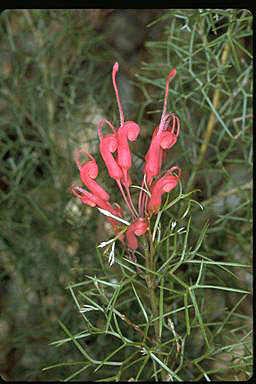 APII jpeg image of Grevillea wilsonii  © contact APII