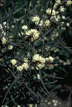 APII jpeg image of Hakea carinata  © contact APII