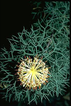 APII jpeg image of Isopogon teretifolius  © contact APII