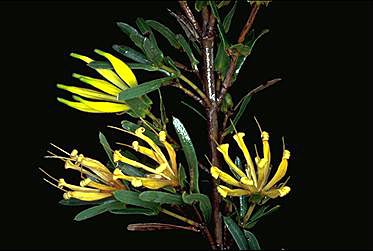 APII jpeg image of Lambertia multiflora  © contact APII