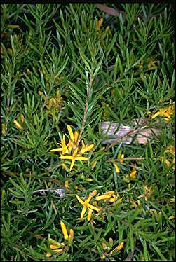 APII jpeg image of Persoonia chamaepeuce  © contact APII