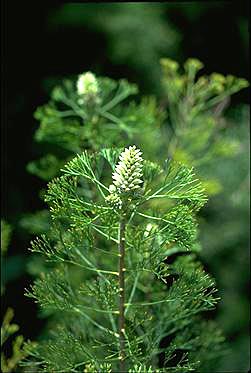 APII jpeg image of Petrophile pulchella  © contact APII