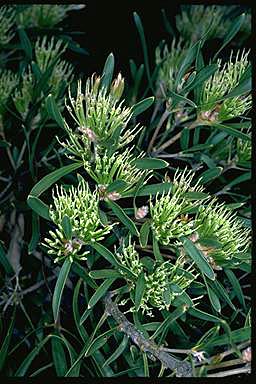 APII jpeg image of Hakea corymbosa  © contact APII