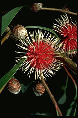 APII jpeg image of Hakea laurina  © contact APII