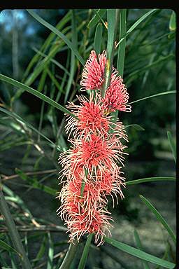 APII jpeg image of Hakea multilineata  © contact APII