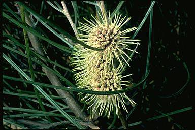 APII jpeg image of Hakea scoparia  © contact APII