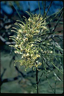 APII jpeg image of Hakea suberea  © contact APII