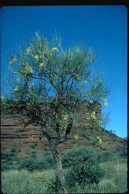 APII jpeg image of Hakea suberea  © contact APII